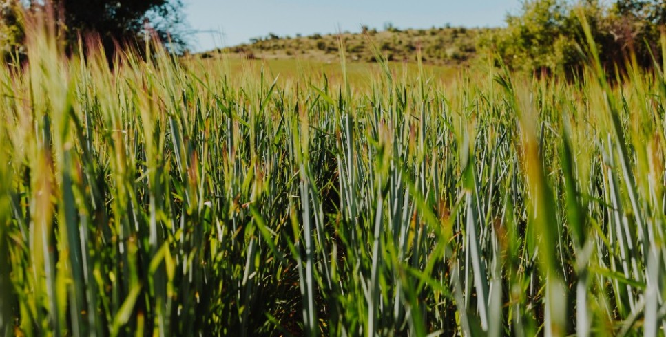 Principais nutrientes para aplicação foliar na cana