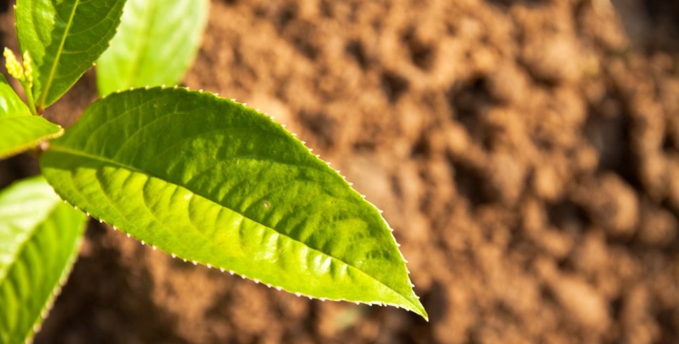 Como o Cropvit melhora a resistência das plantas a doenças e estresses?