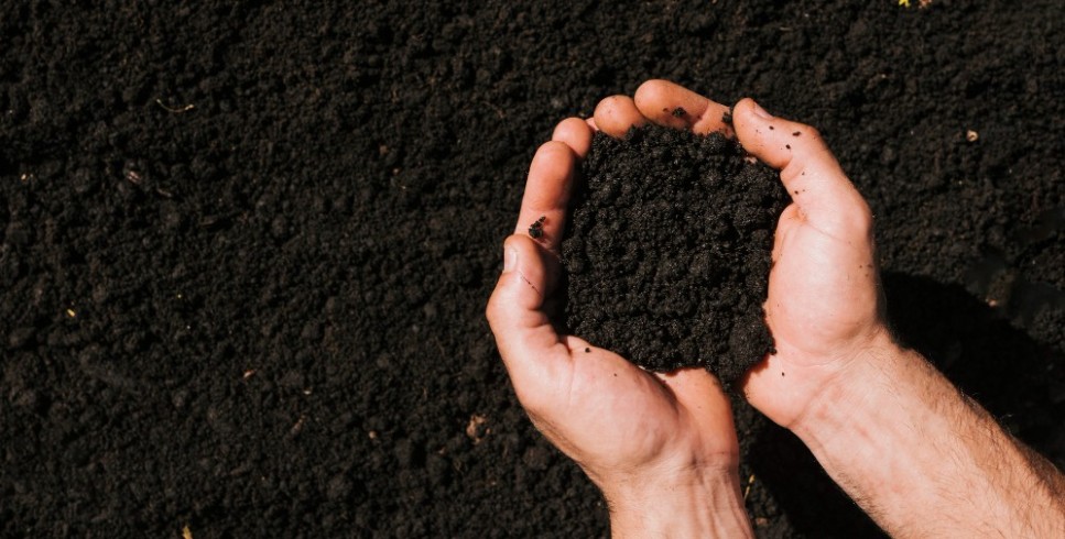Como o Boro 10 contribui para o metabolismo e crescimento das plantas?