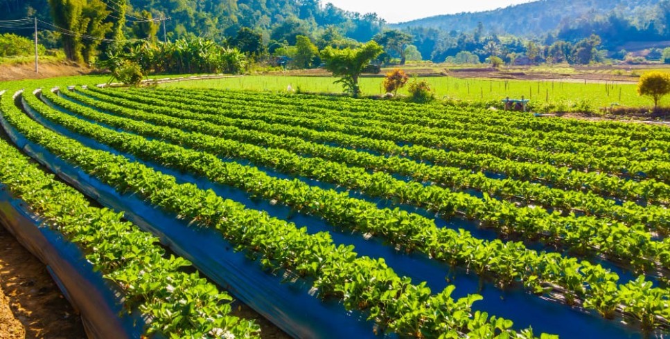 Adjuvantes Forplant: PlantFix, Trill, NB-17