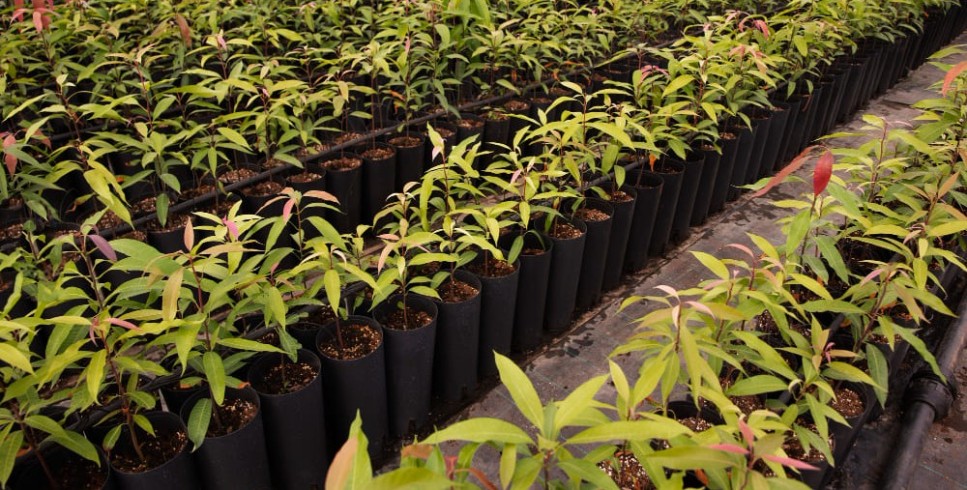 Benefícios do uso em culturas como soja, cana e café