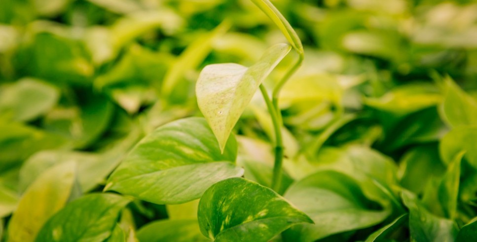 Como os fertilizantes foliares aumentam a produtividade