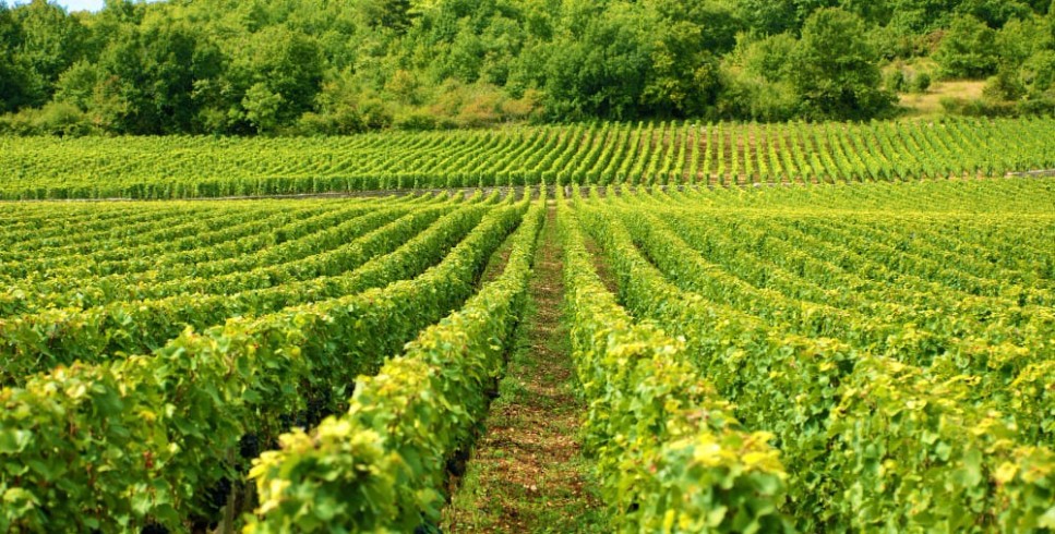 Tipos de adjuvantes agrícolas e quando utilizar