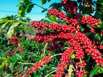 Tratamento Nutricional para Café Aumente a produtividade da sua lavoura com o nosso tratamento