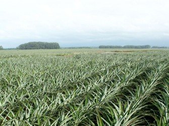 Tratamento Nutricional para Abacaxi Aumente a produtividade da sua lavoura com o nosso tratamento