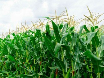 Tratamento Nutricional para Milho Aumente a produtividade da sua lavoura com o nosso tratamento