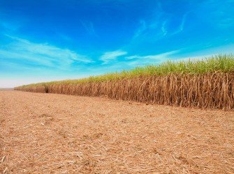 Tratamento Nutricional para Cana-de-Açúcar Aumente a produtividade da sua lavoura com o nosso tratamento