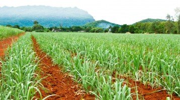 Ipea eleva previsão para o crescimento do PIB agropecuário em 2020